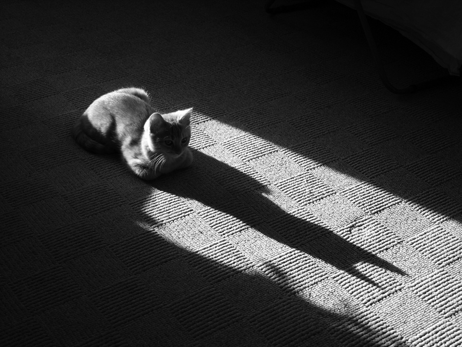 noir et blanc chat ombre tapis