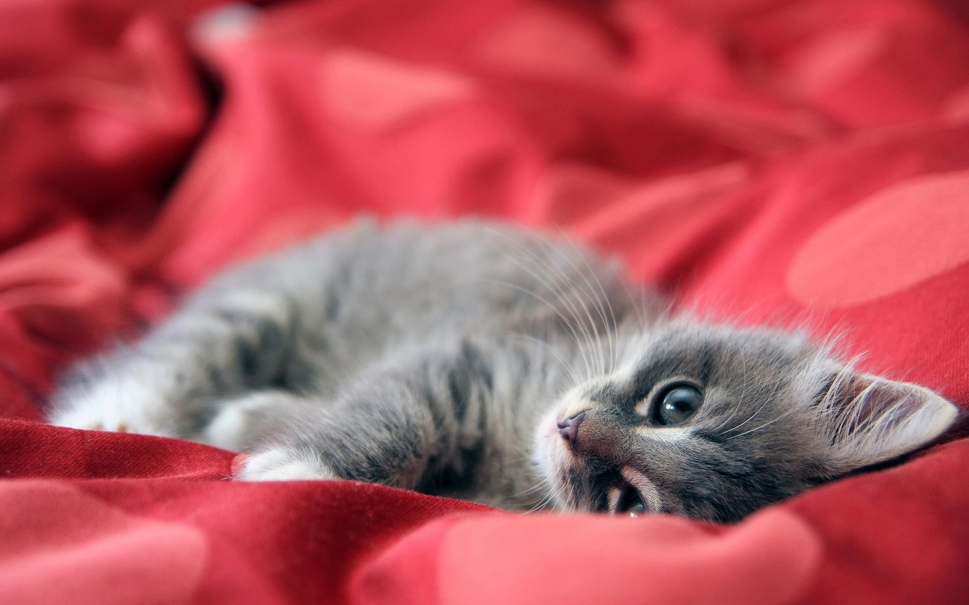 kitten blanket red