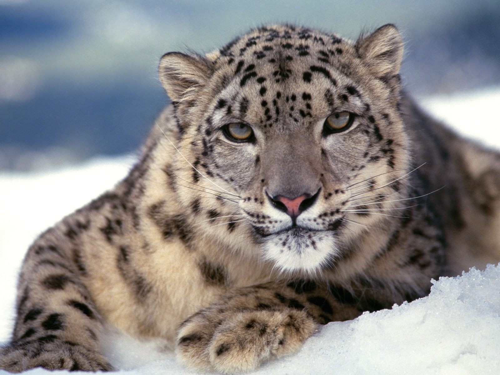 leopardo nieve leopardo de las nieves irbis