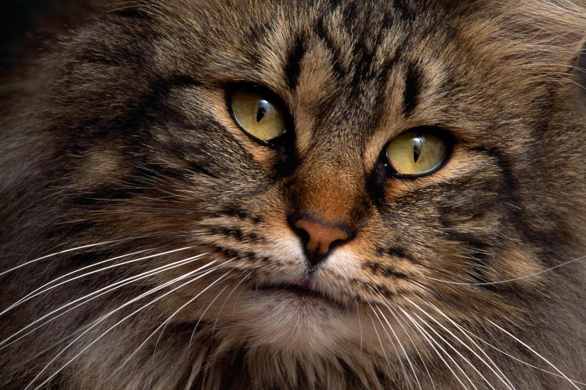 chat regard yeux