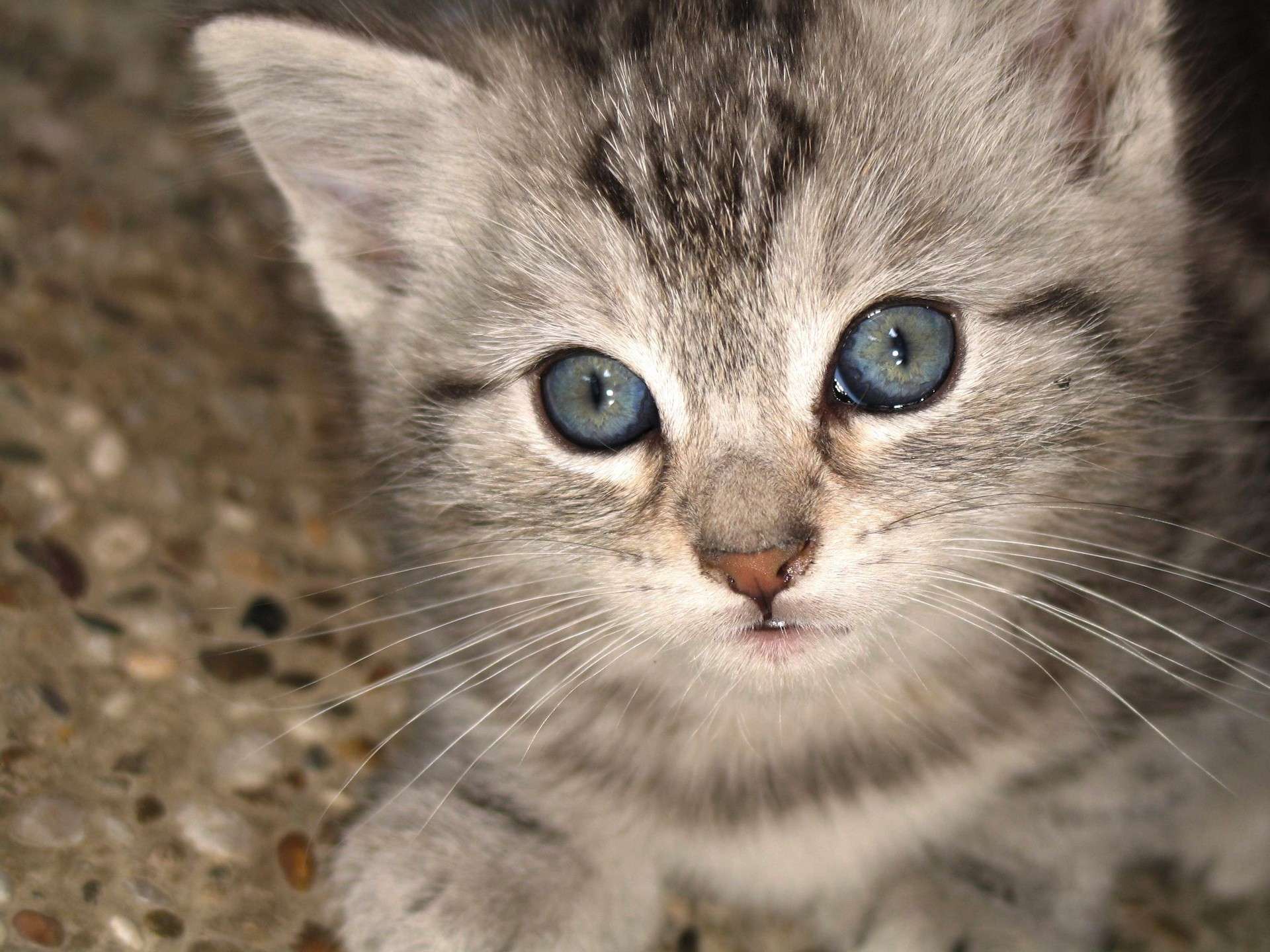 chaton regard