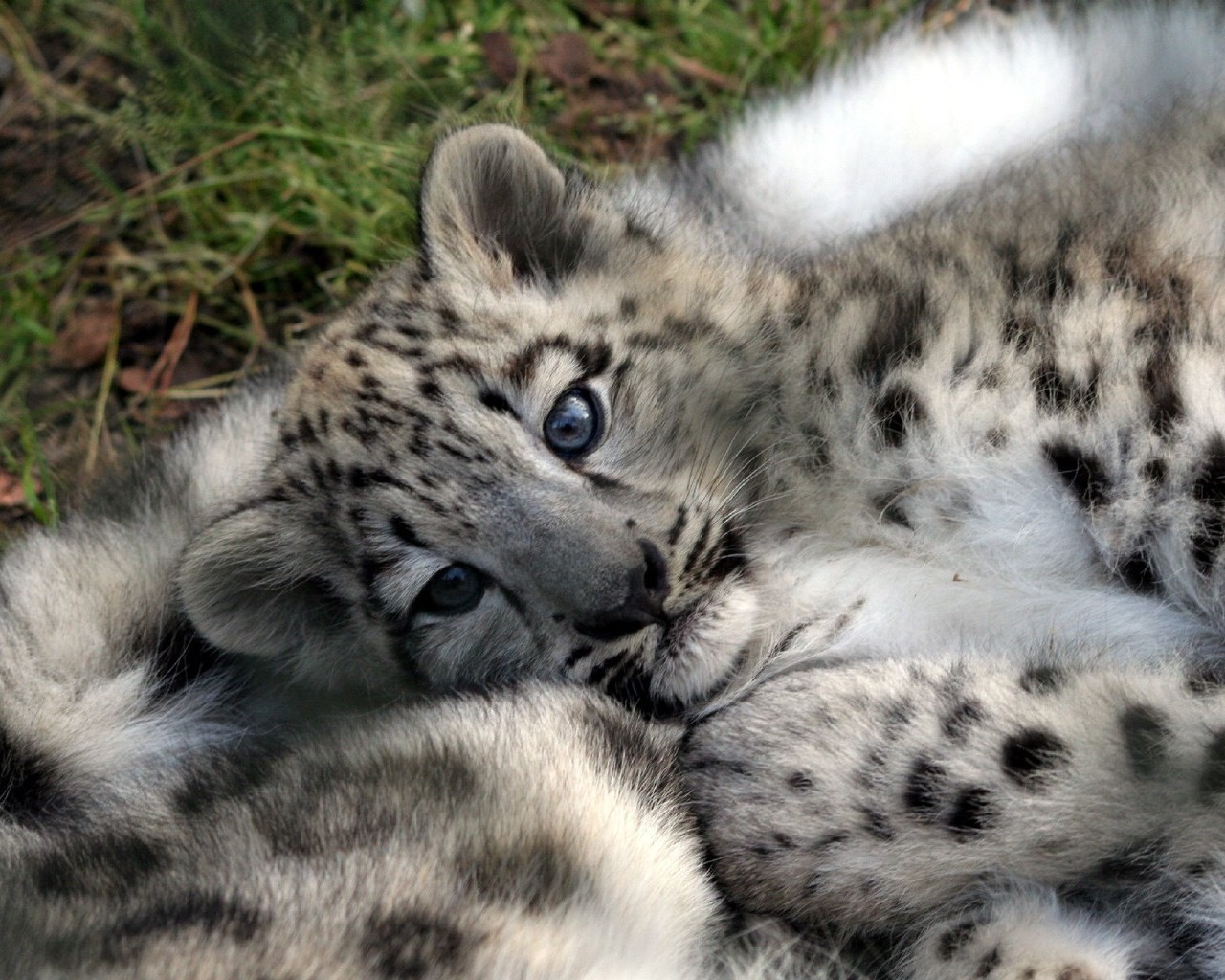 leopardo cachorro animal