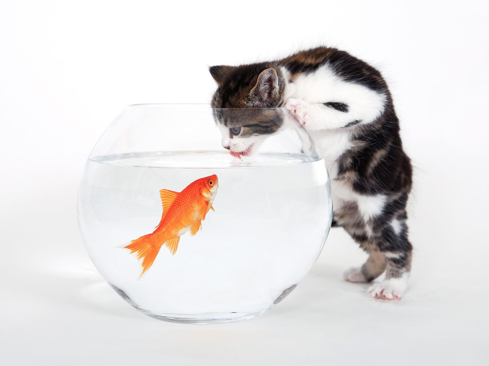 chaton aquarium poisson blanc