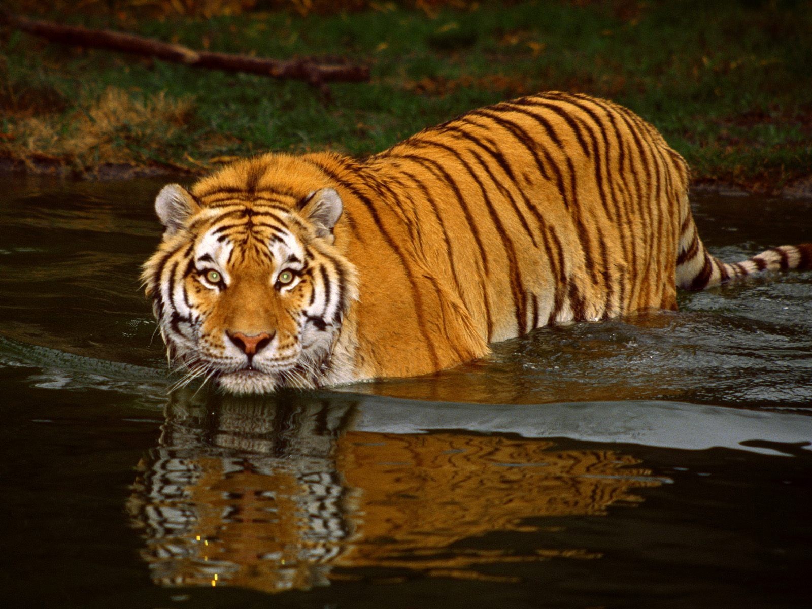 tigre eau