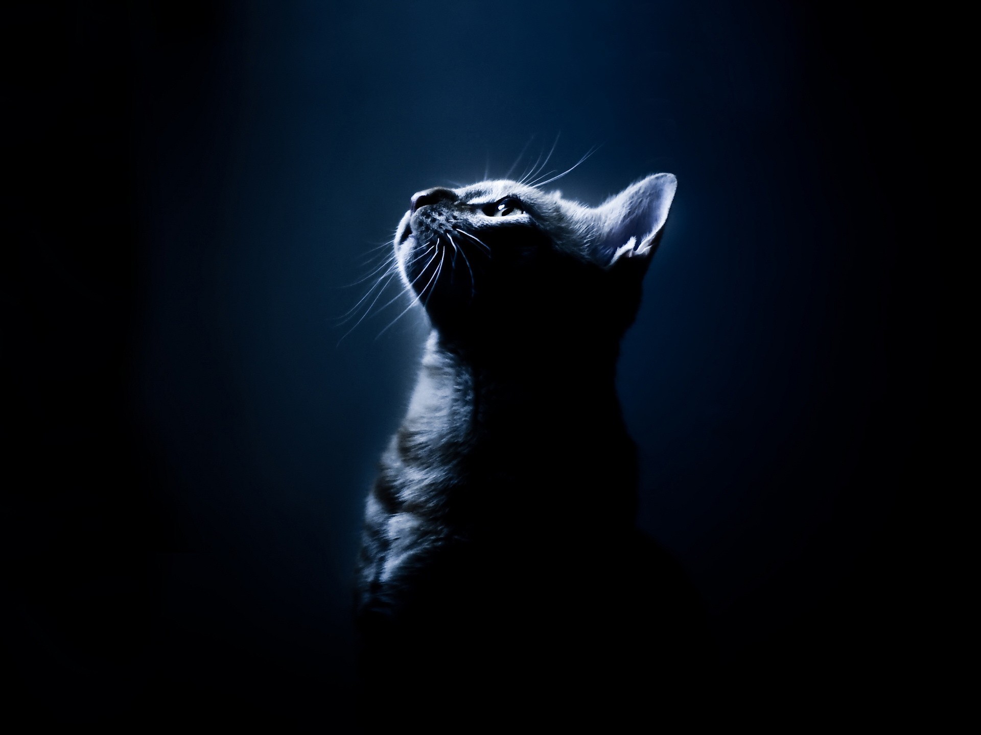 katze licht blau