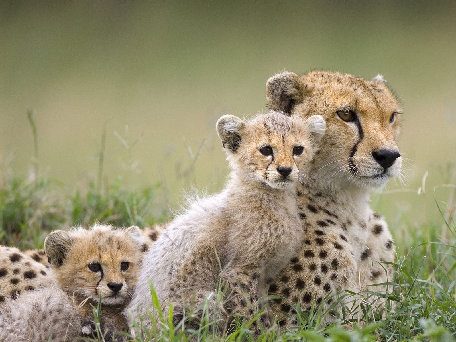 leopard wild cats predator horse