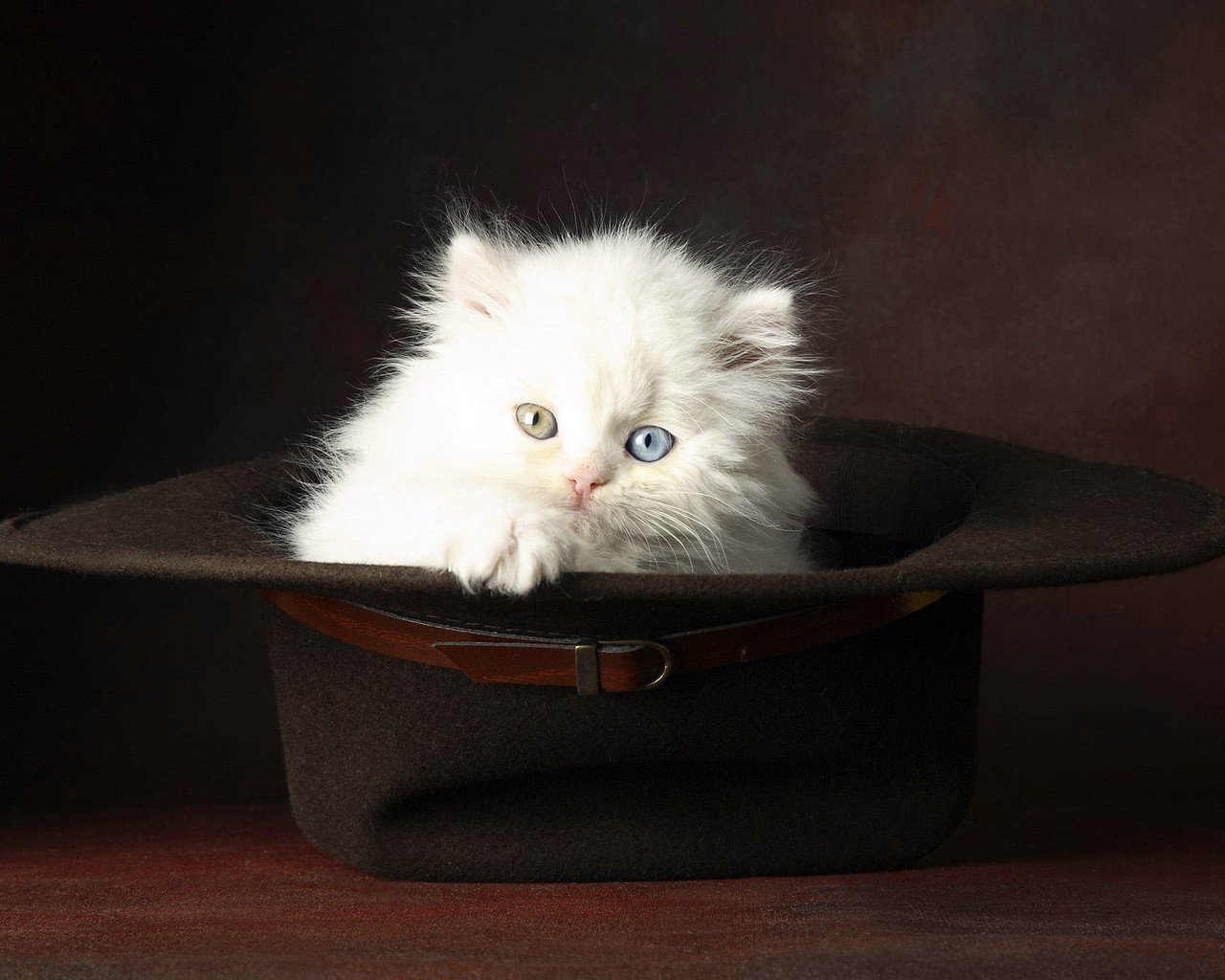 gatito blanco peludo sombrero ojos