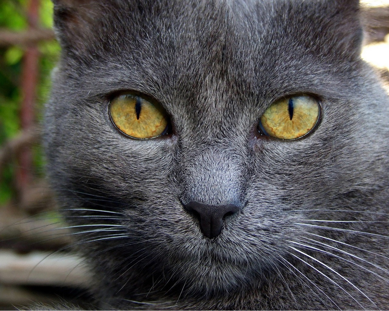 negro gato mirada