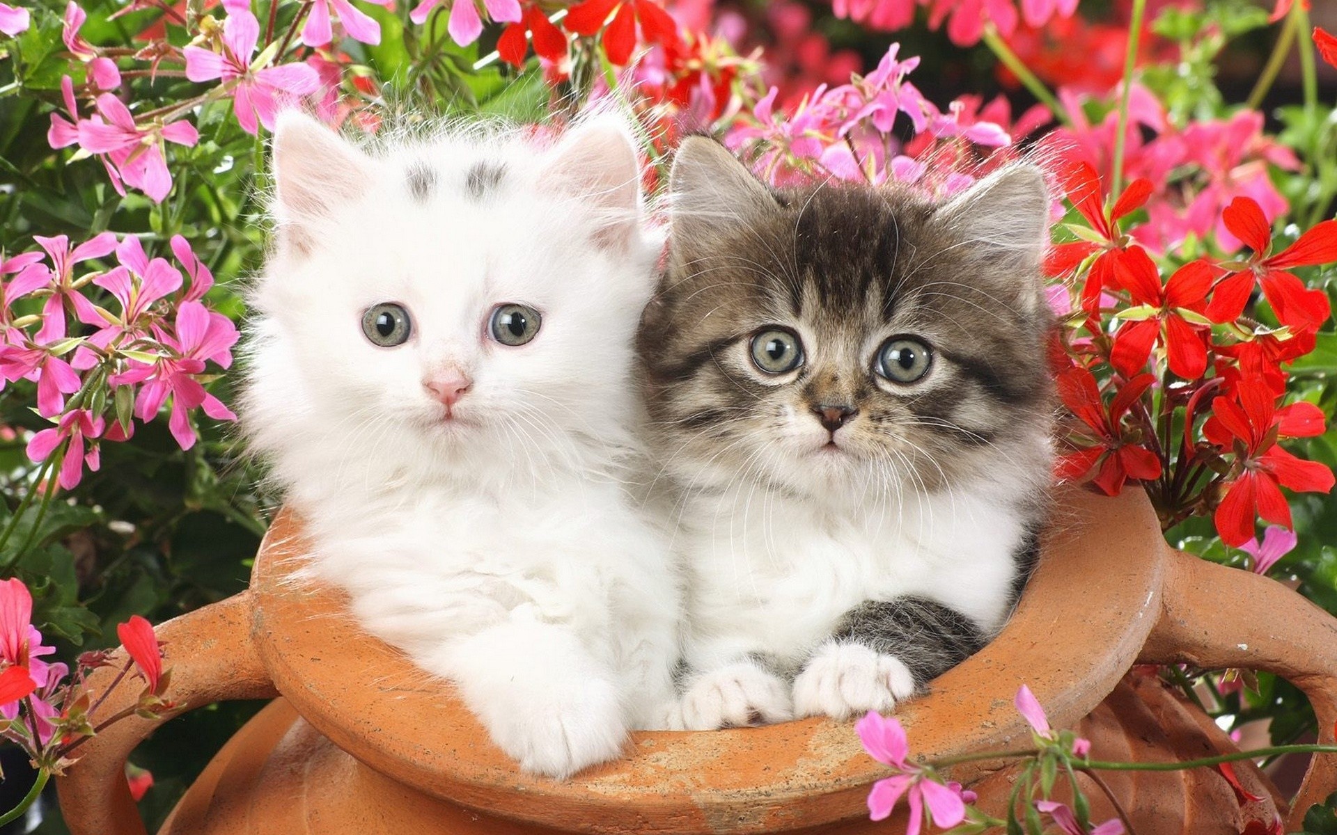 chatons petits moelleux fleurs