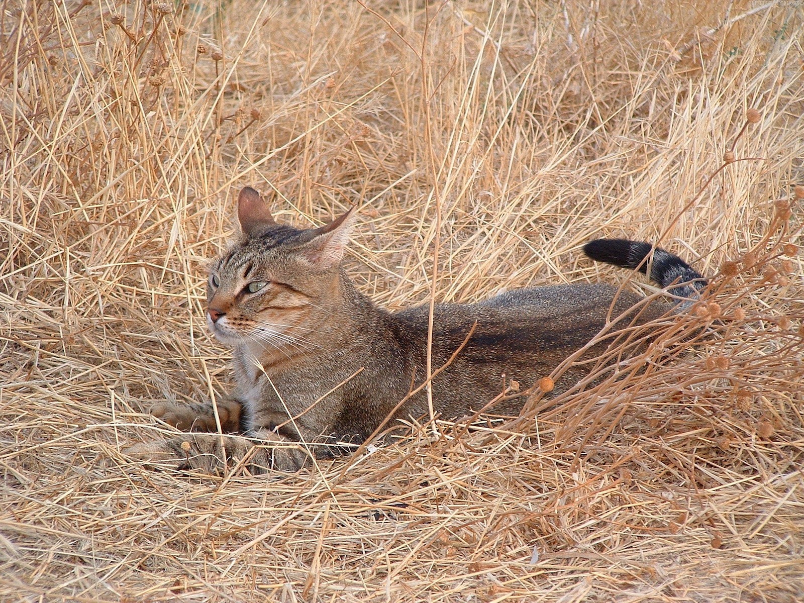 koshak gra