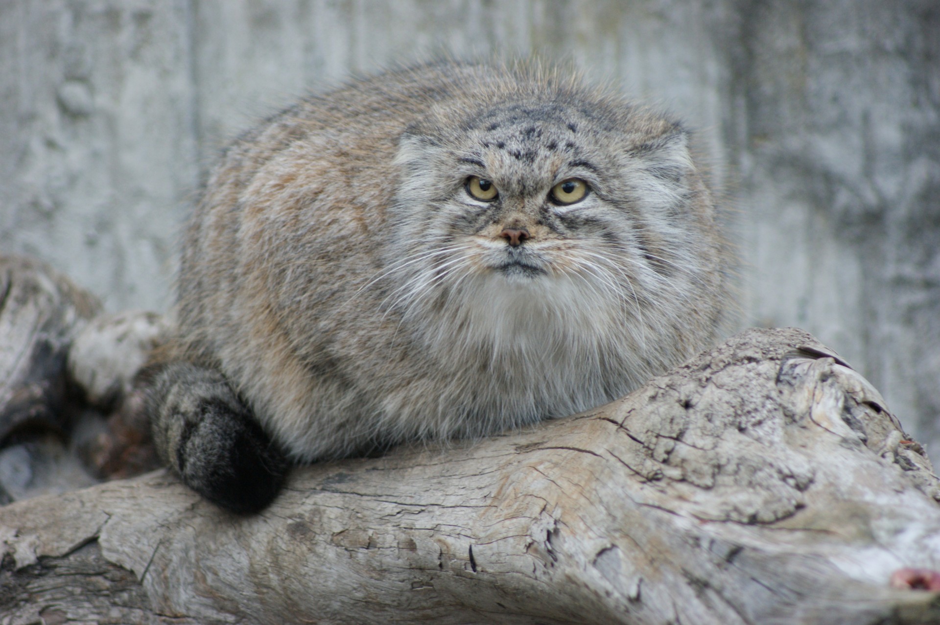 manul gato acariciar