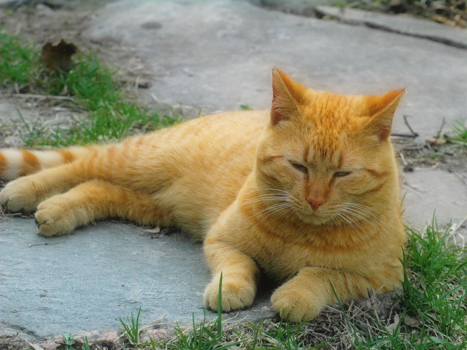 roux chat herbe