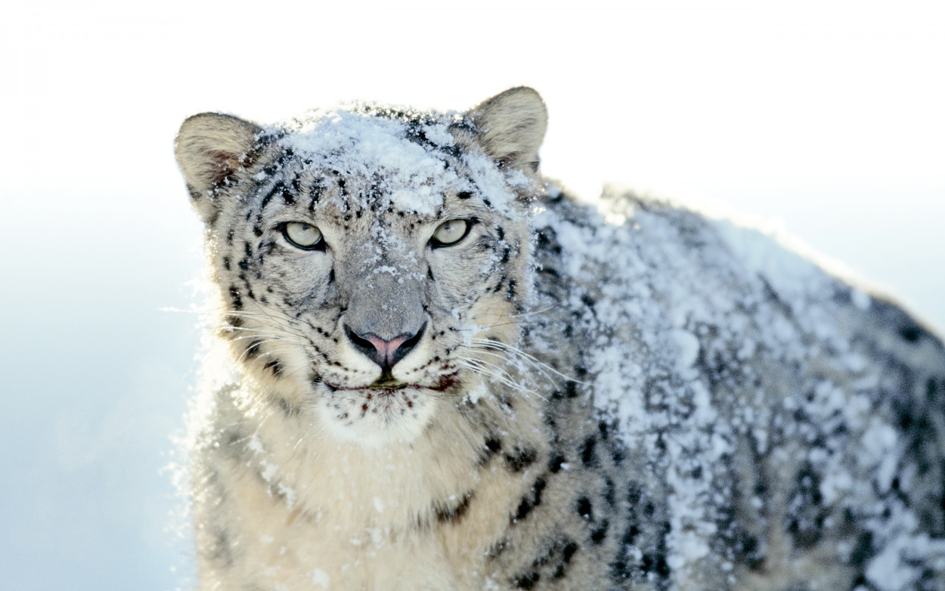 nieve irbis leopardo de las nieves