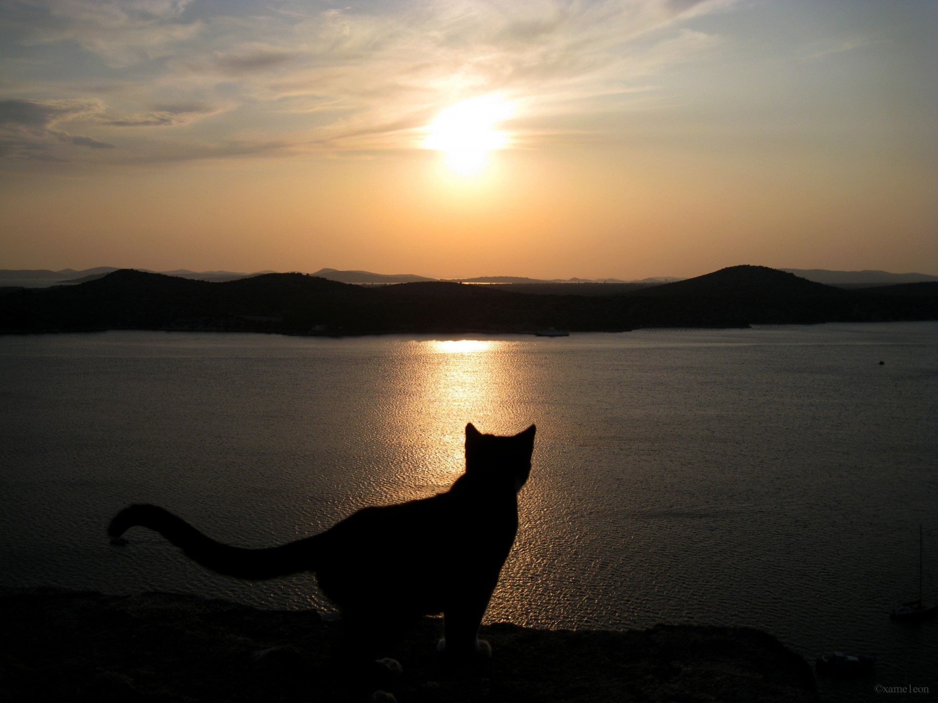 gato puesta de sol cielo silueta mar