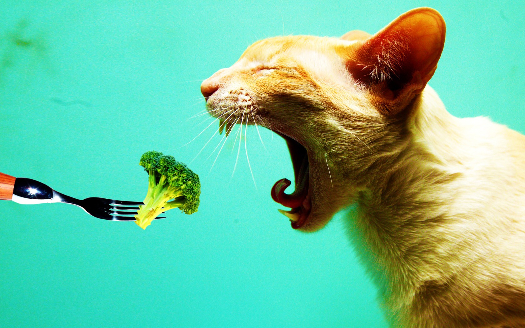 i hate vegetables cat do not like vegetables cauliflower fork