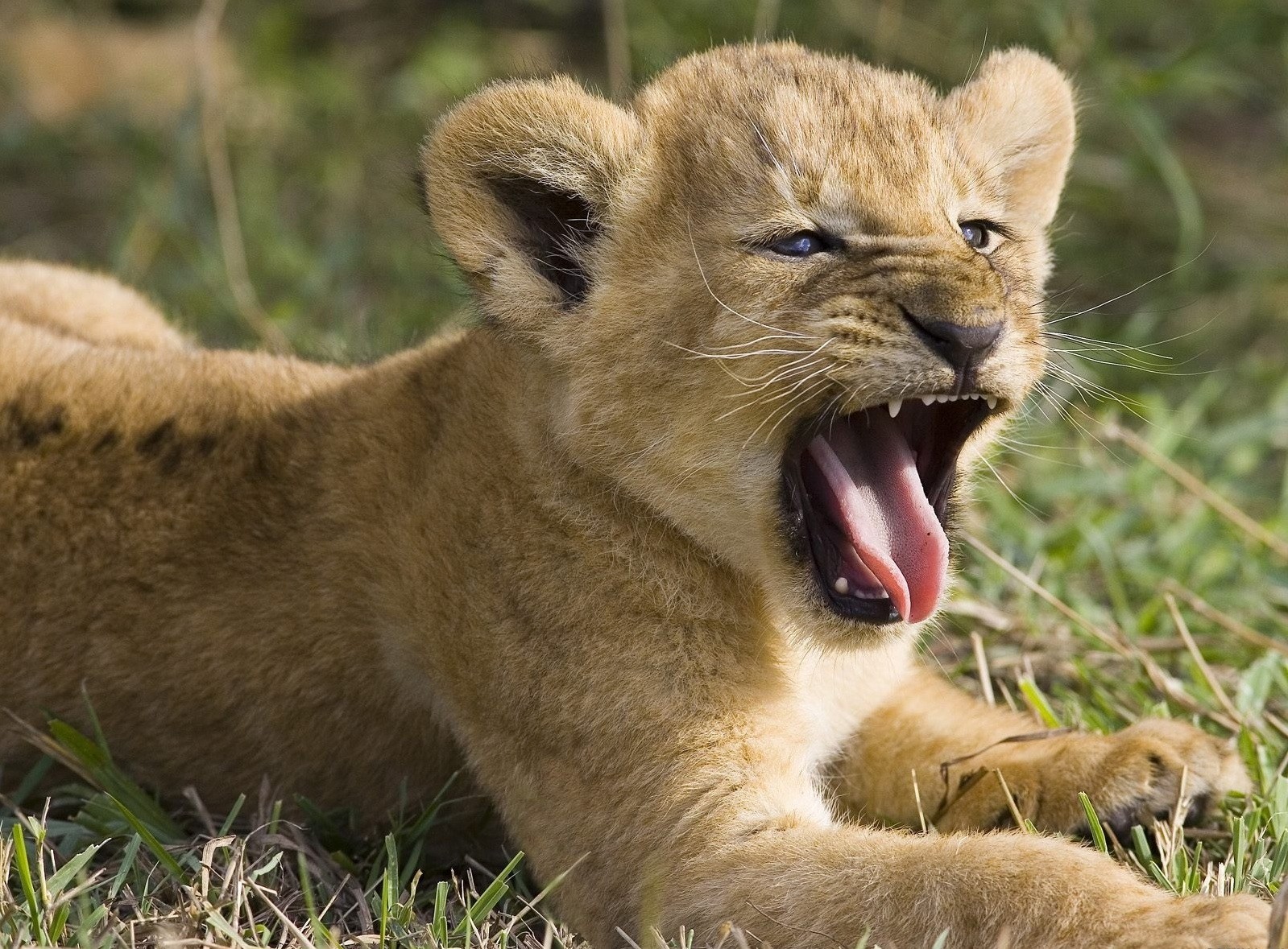 lionceau enfant prédateur chats