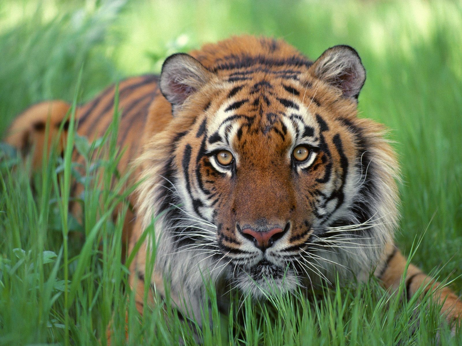 tigre herbe rayures