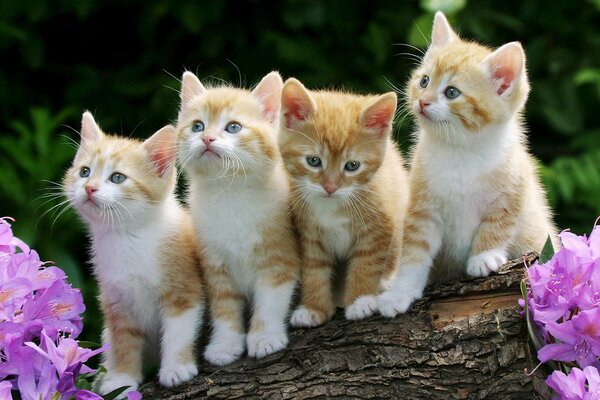 Quatre chatons assis sur un arbre