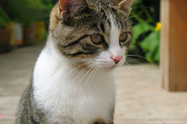 Cat hypnotizes food