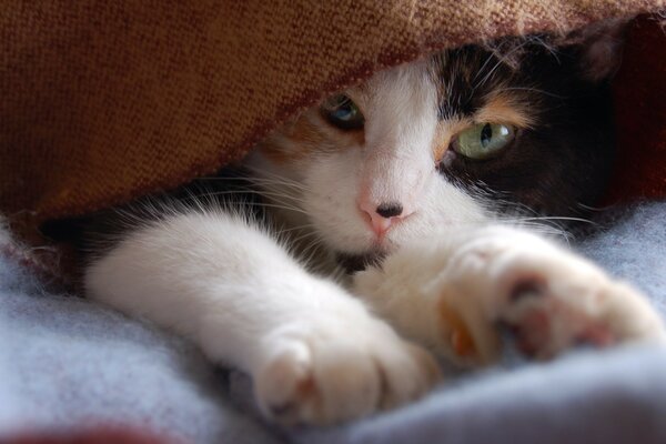 Schöne Katze, die unter einer Decke spielt