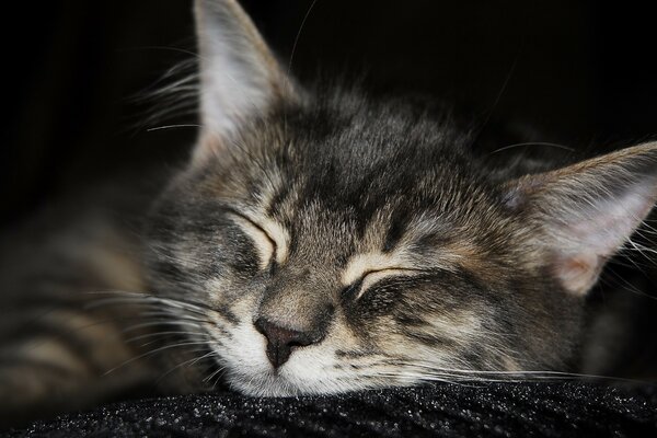 Mignon chat dort sur un tapis noir