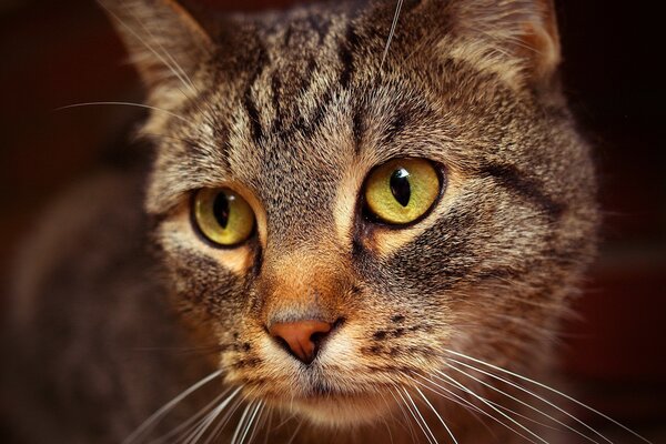 Mirada linda del gato casero