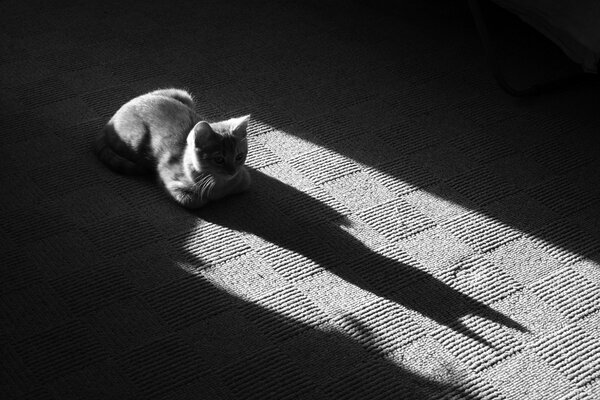 Котик, отбрасывающий тень на коврик