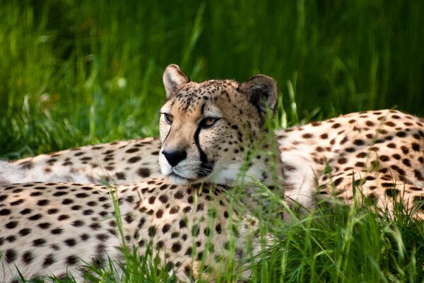 Photo d un guépard dans l herbe juteuse