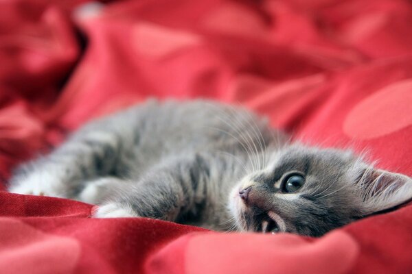 Mignon chaton gris sur un couvre-lit en satin rouge