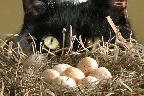 Gatto che guarda il nido con le uova