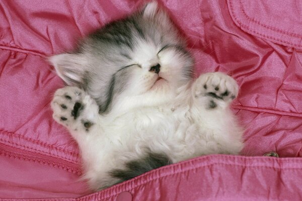 Chaton mignon dormir dans une couverture rose