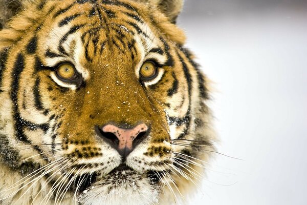 Dem Tiger fällt Schnee auf die Schnauze