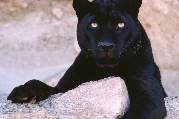 Lo sguardo predatorio della pantera nera