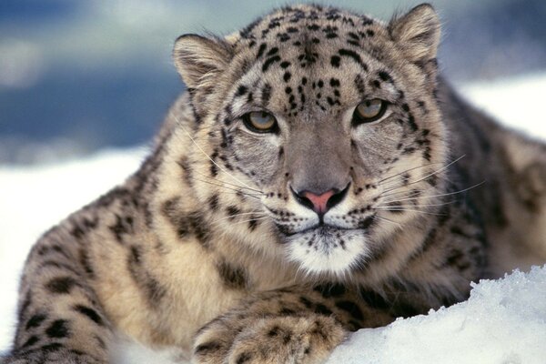Хищный опасный Леопард на снегу ирбис