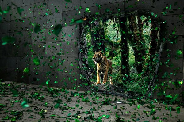 Tigre regardant d un trou dans le mur avec des feuilles volantes