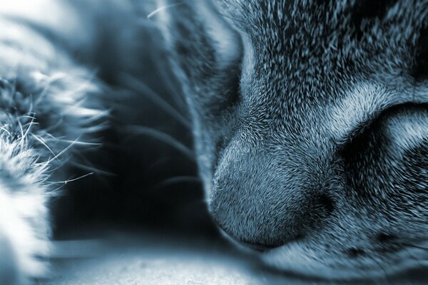 Sleeping cat close-up