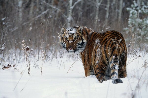 A tiger walks through a winter forest