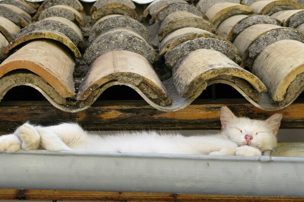 Chat dort dans un tuyau de descente