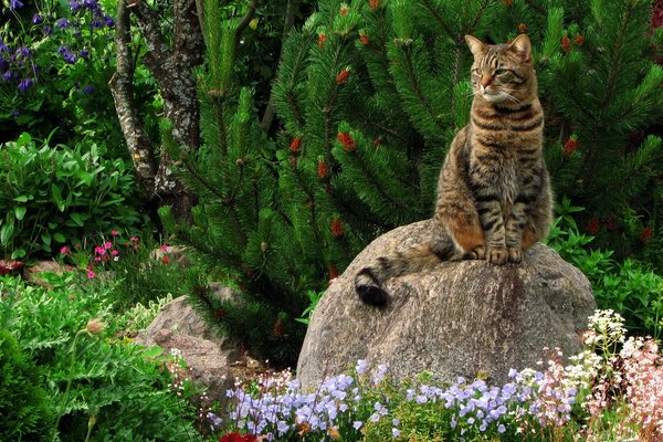 Hermoso gato en una piedra en flores