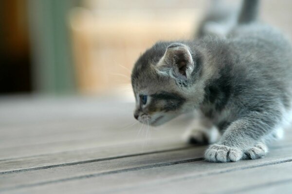 A little kitten on the doorstep