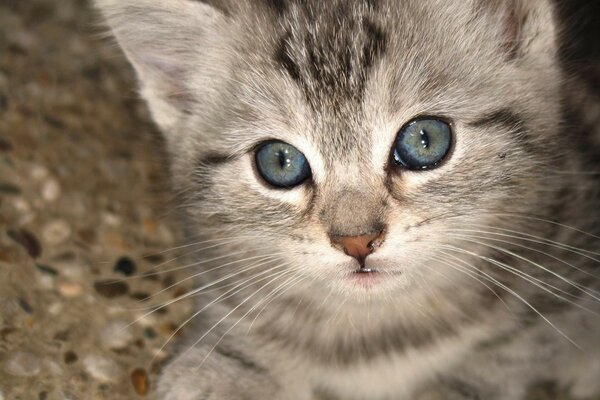 La mirada inteligente de un gatito de ojos azules