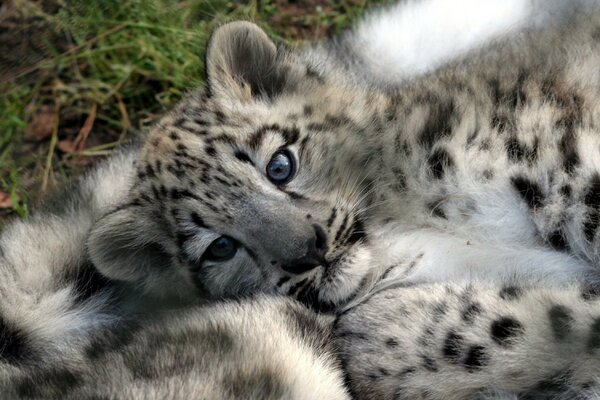 The leopard cub is resting