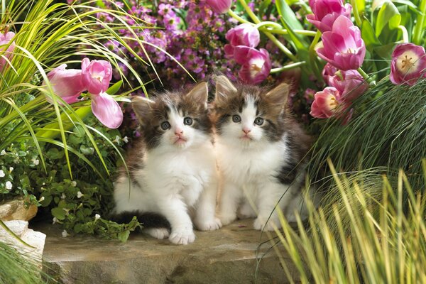 Two kittens are sitting in tulips