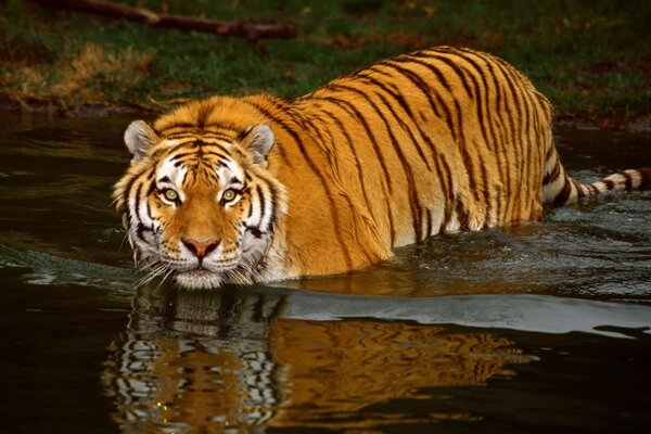 La tigre si lava nell acqua Vicino alla riva