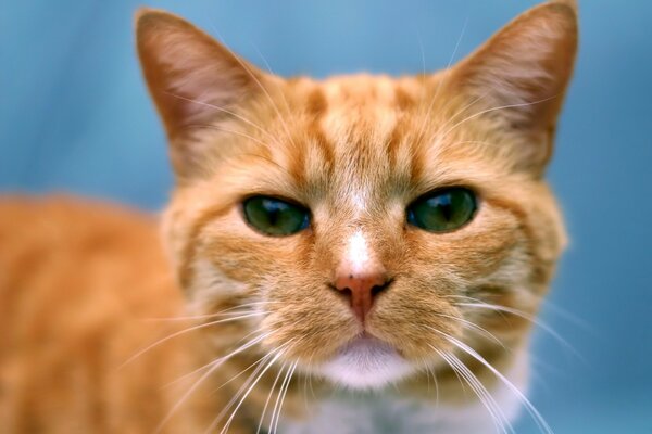 Chat roux avec des yeux verts sur fond bleu