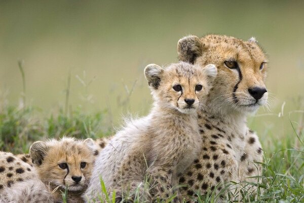 A family of leopards decided to relax in a clearing