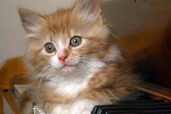 Fluffy red kitten is lying on the piano