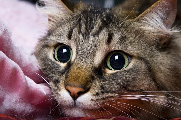 A cat with huge green eyes