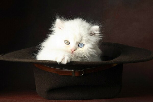 Fluffy white kitten sitting in a hat