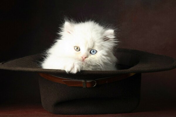 Chaton blanc moelleux assis dans un chapeau